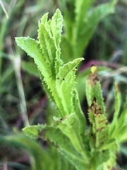 Pterocaulon serrulatum