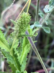 Pterocaulon serrulatum