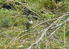 Fringilla coelebs moreletti
