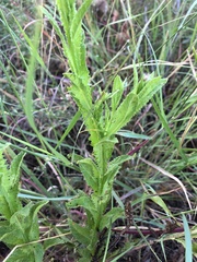 Pterocaulon serrulatum