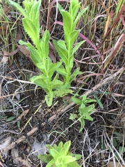 Pterocaulon serrulatum