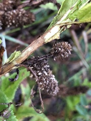 Pterocaulon serrulatum