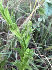 Pterocaulon serrulatum