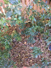 Sarcococca ruscifolia