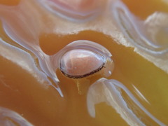 Granulina margaritula image