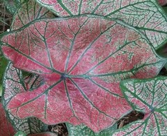 Caladium bicolor