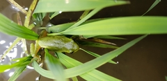 Hyla suweonensis