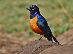 Hildebrandt's Starling photo 3