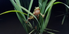 Hyla suweonensis