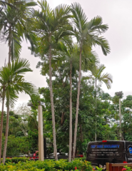 Ptychosperma elegans