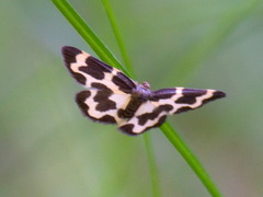 Lomaspilis opis