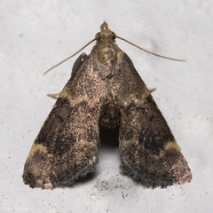 Hypsopygia phoezalis