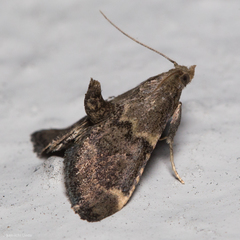 Hypsopygia phoezalis