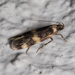 Oinophila v-flava