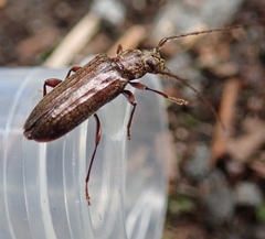 Opsimus quadrilineatus