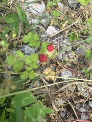 Potentilla hebiichigo