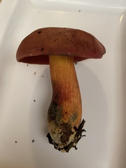 Boletus flammans