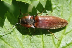 Acteniceromorphus volitans