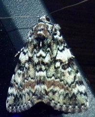 Catocala connubialis