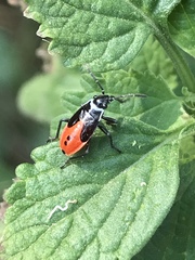 Melanopleurus bicolor