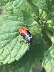 Melanopleurus bicolor
