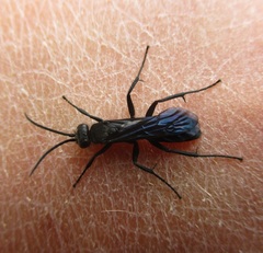 Pompilidae