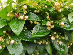 Cotoneaster lucidus