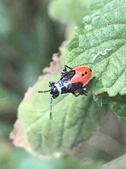 Melanopleurus bicolor