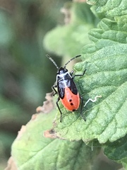 Melanopleurus bicolor