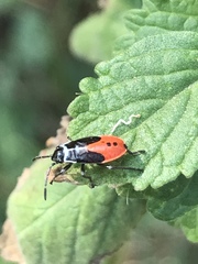 Melanopleurus bicolor