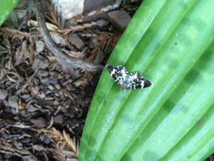 Trichodezia californiata