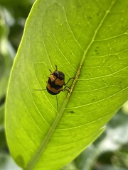 Cryptocephalus formosanus