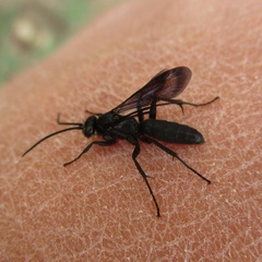 Pompilidae