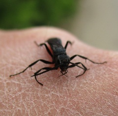 Pompilidae