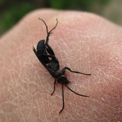 Pompilidae
