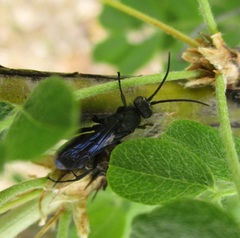 Pompilidae