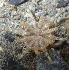 Peachia quinquecapitata