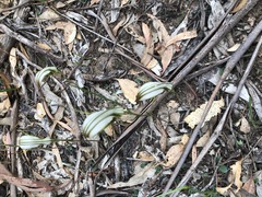 Pterostylis ampliata