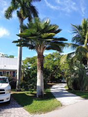 Copernicia baileyana