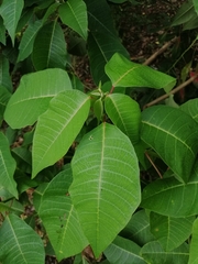 Image of Euphorbia pulcherrima