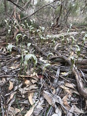 Pterostylis ampliata