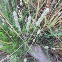 Plantago wrightiana