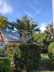 Copernicia fallaensis