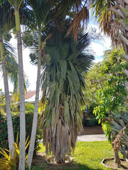 Copernicia macroglossa