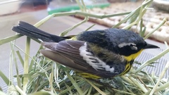 Setophaga magnolia image