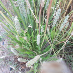 Plantago wrightiana