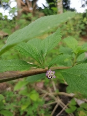 Lippia alba