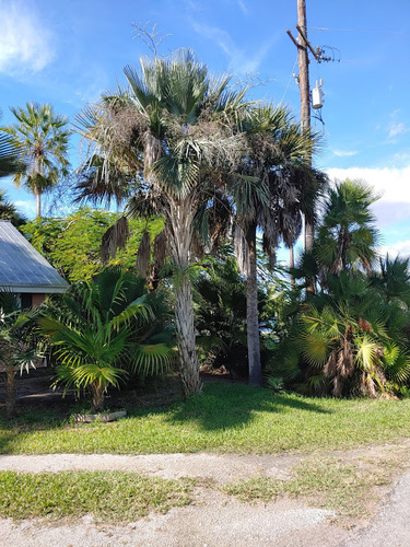 Cubam Palm (Copernicia hospita)