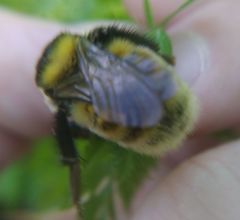 Bombus distinguendus