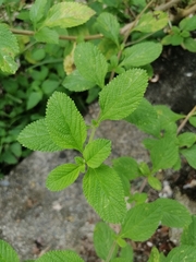 Lippia alba